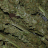 WeedFanatyk