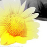 karolcia0107