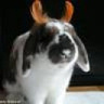 Mbunny