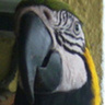 PIEKARZ255