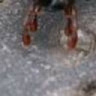 kalwixDD