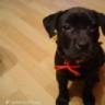 pawlista
