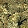 BorysomaniaJoint