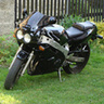 Ptasznik251