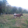 Krzemilek093