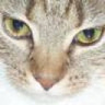 kathie483