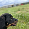 dzielnicowyzbelgi