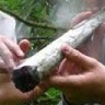 rogal2008