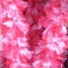 Wercia0808