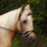 pasieka18