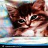 misiekon199