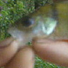 maniekzwa