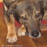 gosienka1914