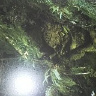waldii1978