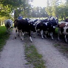 Robertos8019