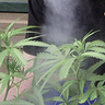 Buli11