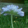 AtomoweSerduszko