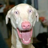 sytek2