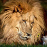 AbrahamLion