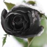DarkRosse