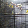 bujan779