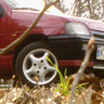 Finus
