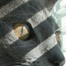 miaauu