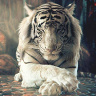 Longero3