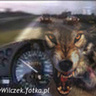 MlodyWilczek