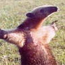 Sebastianus86