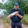 geloskarabeusz