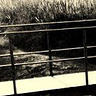 ida