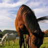 kajuna123