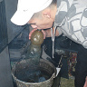 Torcidus