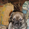 izulenka