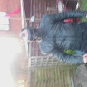 lelek30