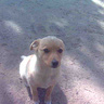 Agula041698
