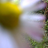 VicaPhotography