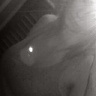 nikolatylkoty19