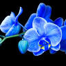 Orchiidee