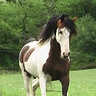 Zefirka11