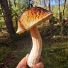mareksuska2