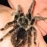aniolapokalipsy