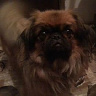 epawlickionetpl