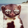 FunnyRabbit