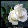 danuta33