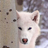 Wolffie