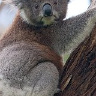 staryKoala