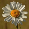 Marcysia7