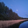 zapala